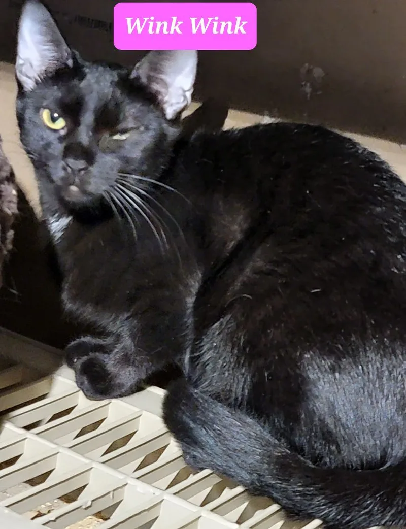 Charming Leslie thumbnail 3