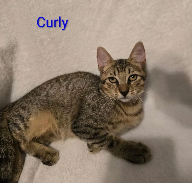 A baby small-sized male Tabby (Brown / Chocolate) Domestic Short Hair cat named Curly for adoption in Bossier City, LA