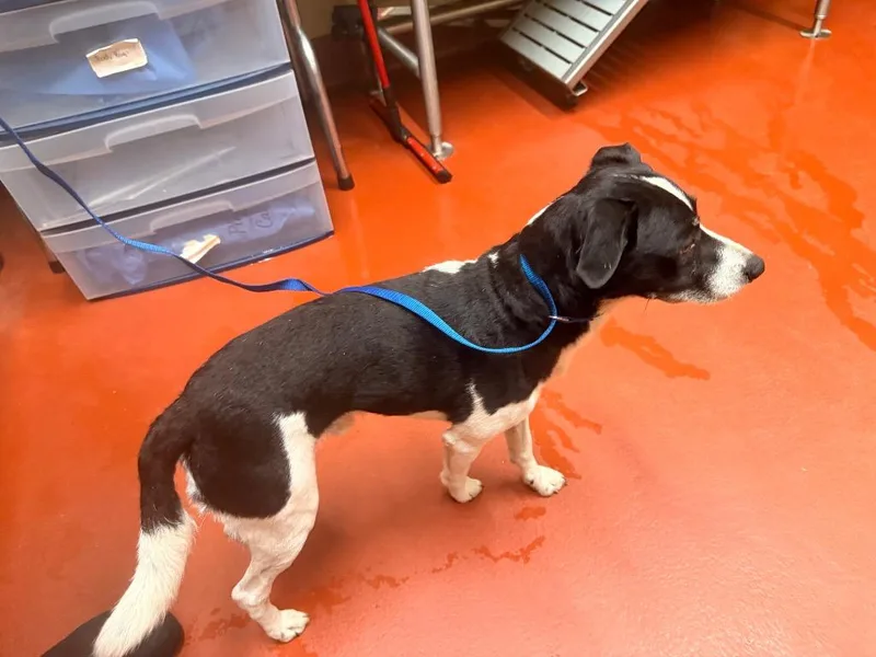An adult medium-sized male Mixed Breed dog named Dezi for adoption in Douglasville, GA