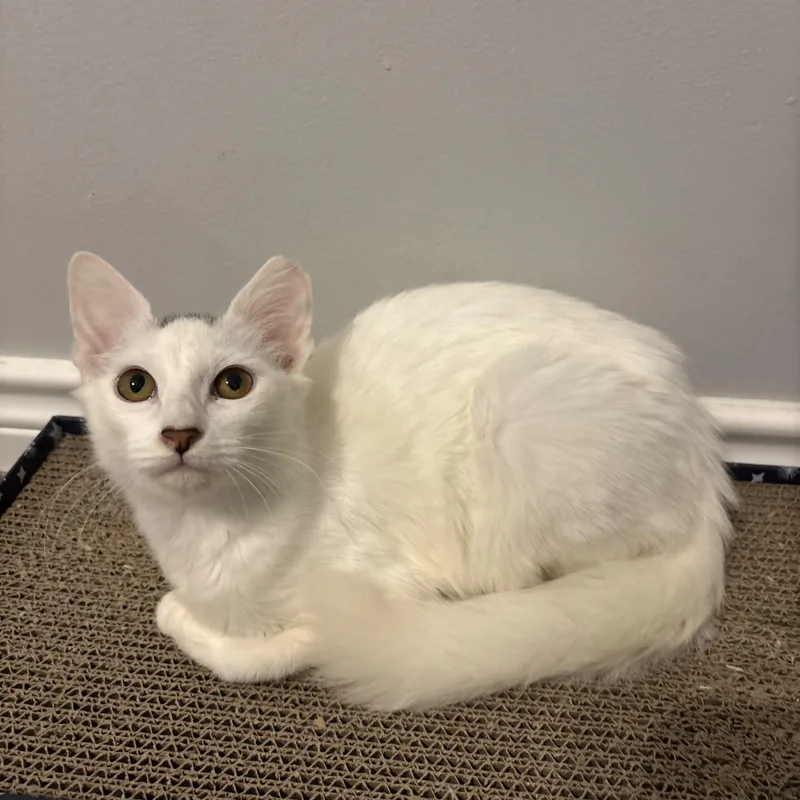A baby small-sized male Gray & White Domestic Medium Hair cat named Scout for adoption in Cat Spring, TX