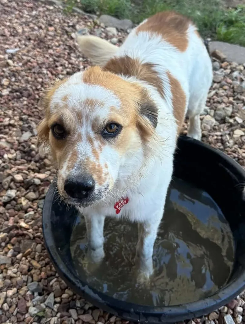 A baby medium-sized female Great Pyrenees dog named Kendra for adoption in Kiowa, OK