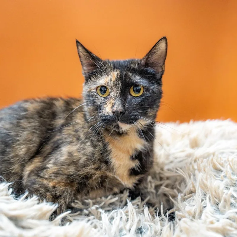 A young medium-sized female Tortoiseshell Domestic Short Hair cat named Toffee for adoption in Gainesville, GA