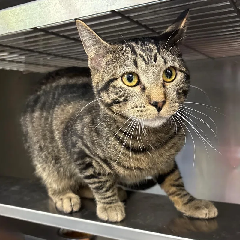 A young large-sized male Brown / Chocolate Domestic Short Hair cat named Mac for adoption in Springfield, IL