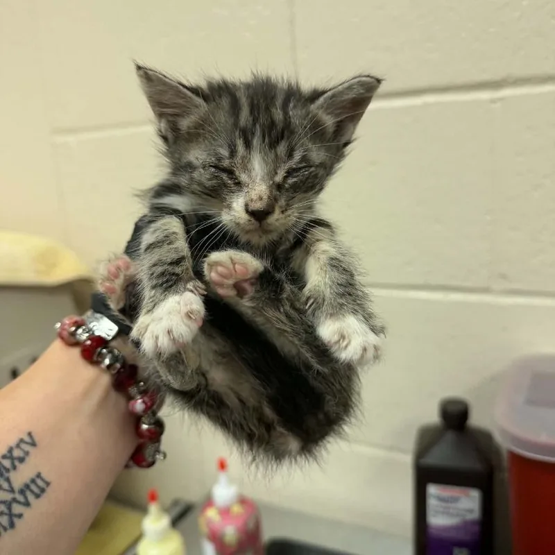 A baby small-sized male Brown / Chocolate Domestic Short Hair cat named Sting Ray for adoption in Reno, NV