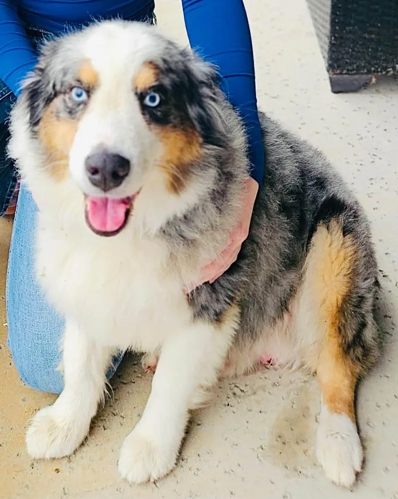 An adult medium-sized male Merle (Blue) Australian Shepherd dog named ARPH   Archie for adoption in North Richland Hills, TX