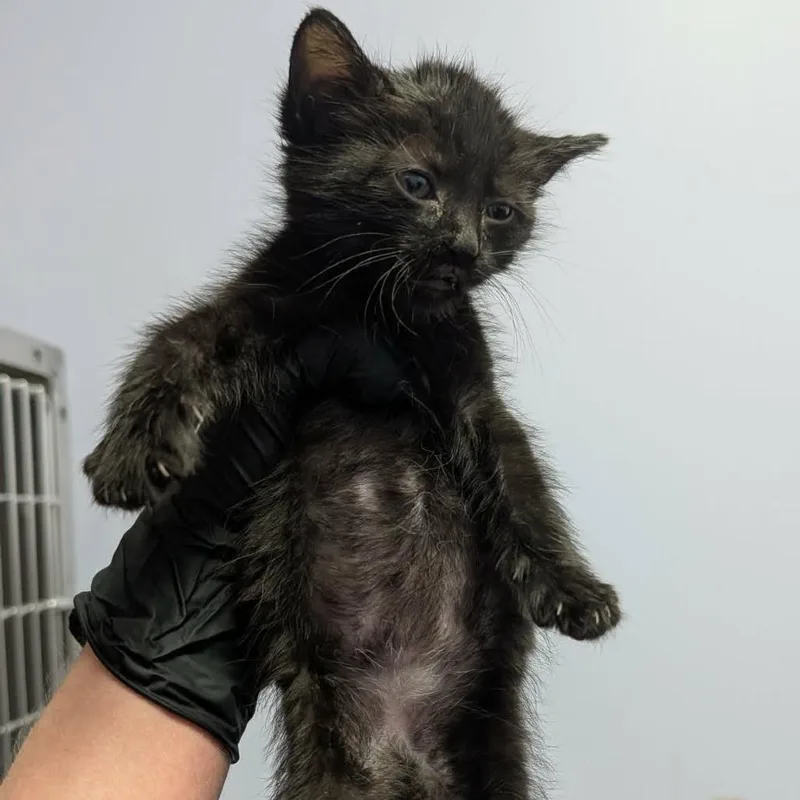 A baby small-sized female Domestic Medium Hair cat named Chandler for adoption in Portage, MI