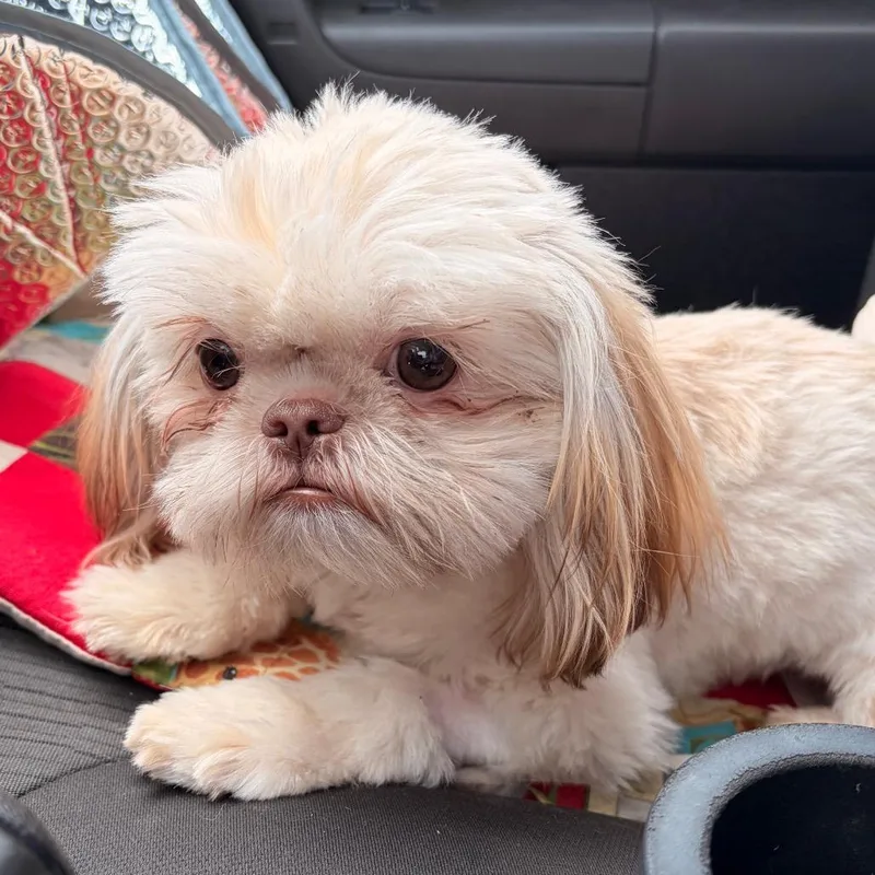 A young small-sized female Brown / Chocolate Shih Tzu dog named Pixie for adoption in Edinburg, TX