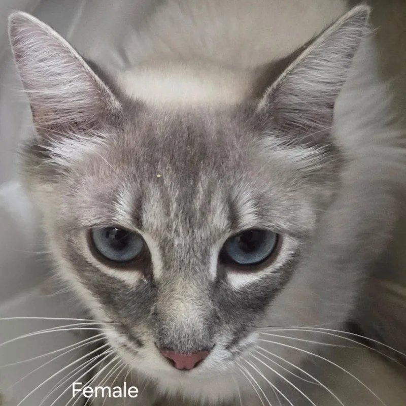 A young medium-sized female White Russian Blue cat named Mandu for adoption in Klamath Falls, OR