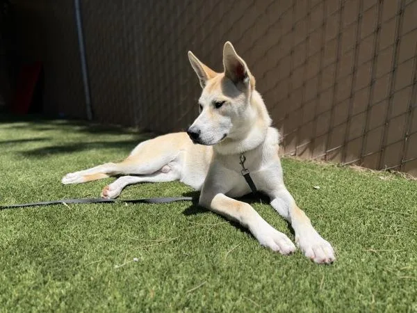 A young medium-sized male Shepherd dog named Cabo for adoption in Escondido, CA