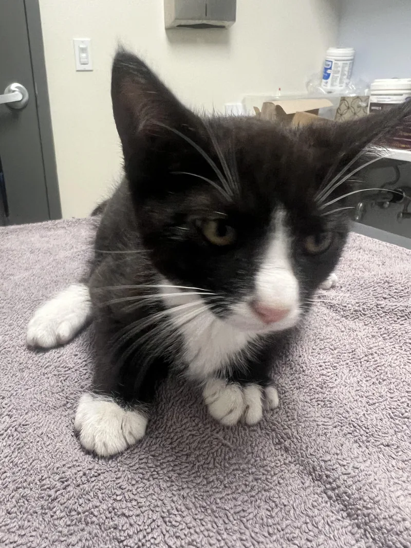 A baby small-sized male Domestic Short Hair cat named Miguel for adoption in Chico, CA