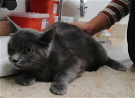 A young small-sized female Domestic Short Hair cat named Iris for adoption in Albuquerque, NM