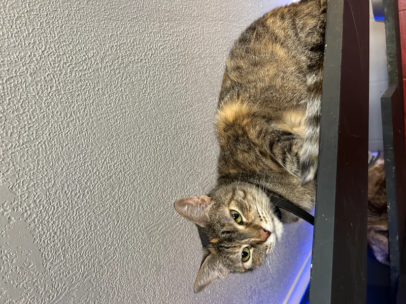 Gingerbread thumbnail 2