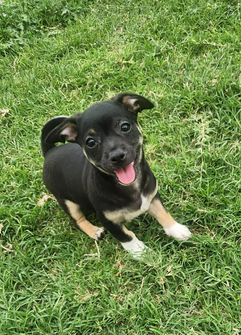 Chihuahua Mix Puppies