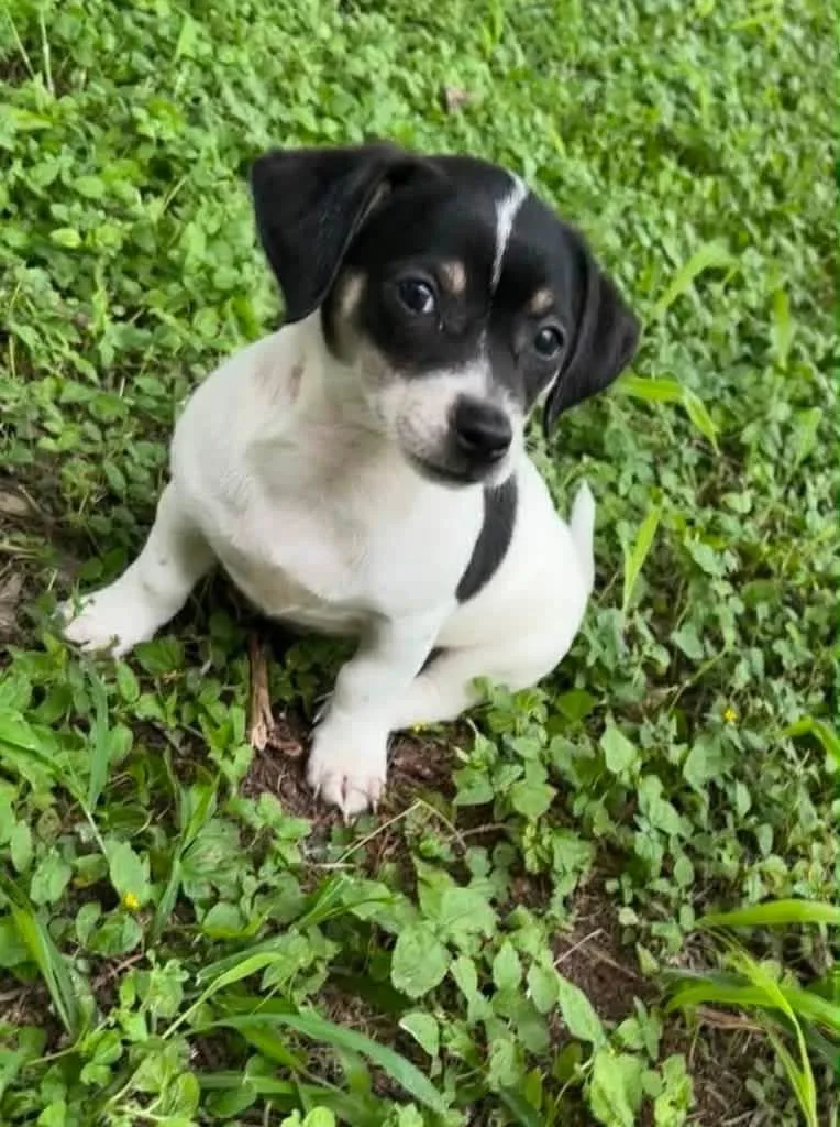 Chihuahua Mix Puppies thumbnail 2