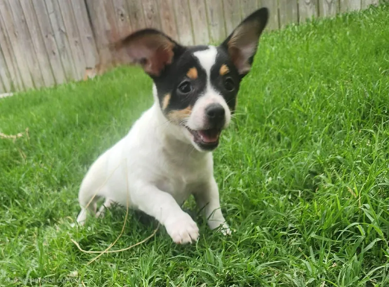 Chihuahua Mix Puppies thumbnail 3