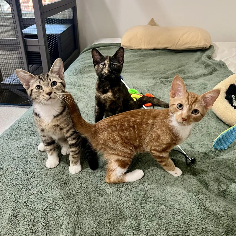 A baby small-sized male Tabby (Buff / Tan / Fawn) Domestic Short Hair cat named Vancouver for adoption in Richmond, VA