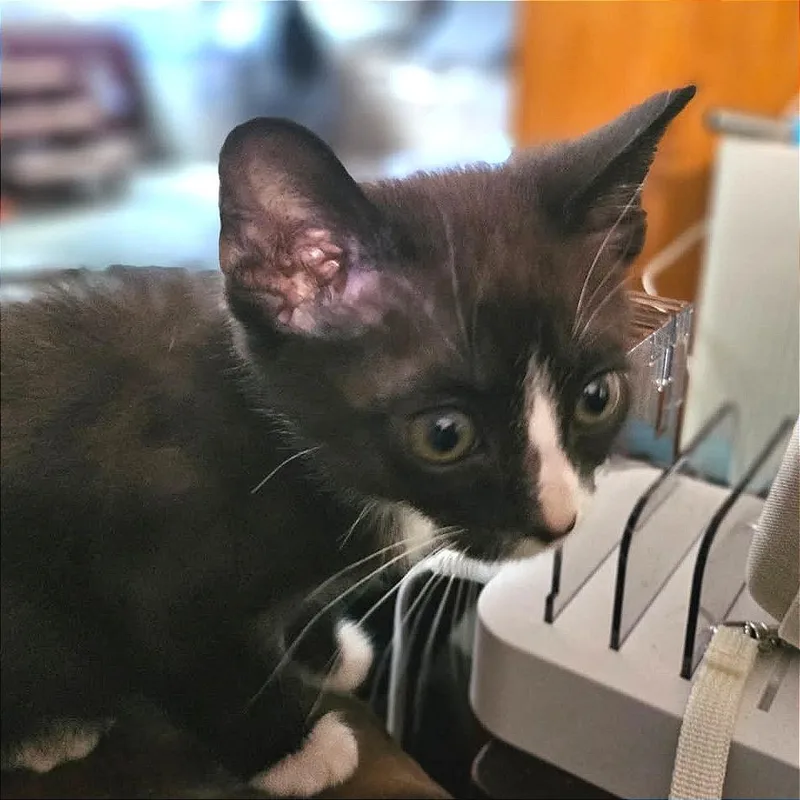 A baby small-sized male Domestic Short Hair cat named Turtles for adoption in Cumming, GA