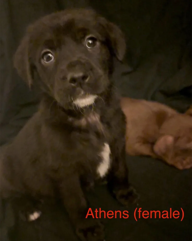 A baby medium-sized female Labrador Retriever dog named Athens  The Campus for adoption in Holly Springs, NC