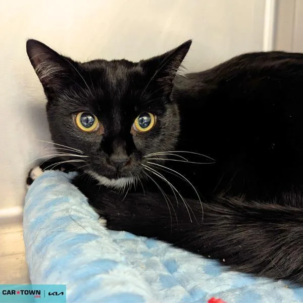 An adult medium-sized male Domestic Short Hair cat named Batman for adoption in Lexington, KY