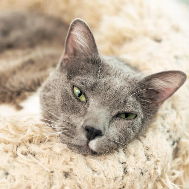 Meatloaf thumbnail 2