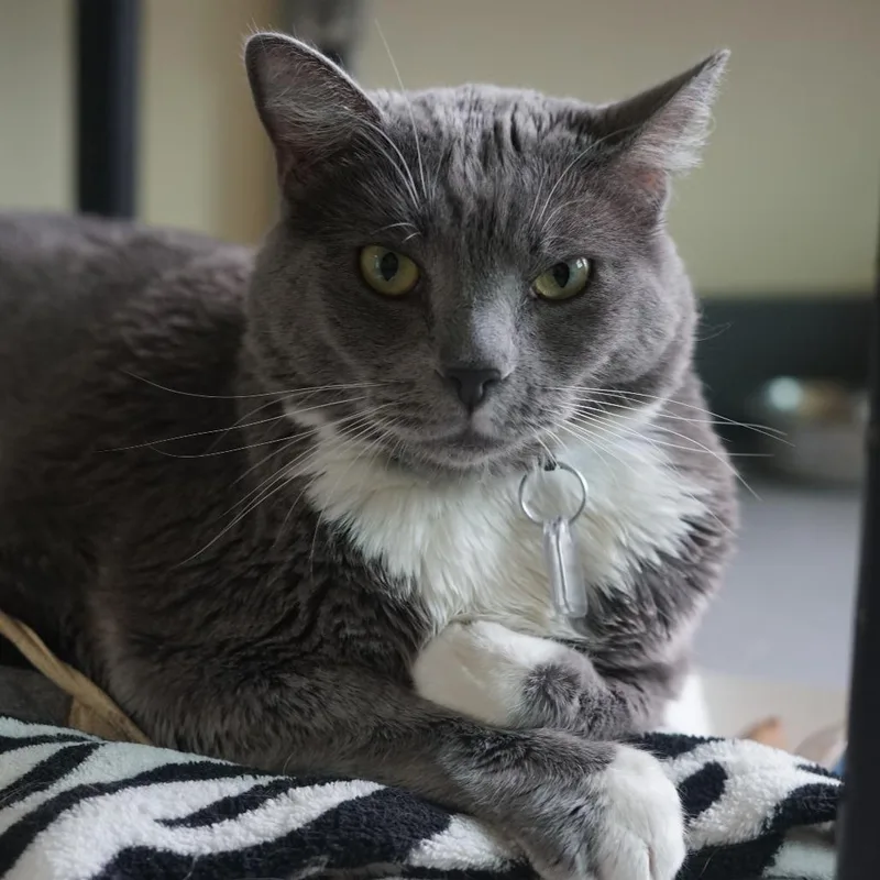 Meatloaf thumbnail 5