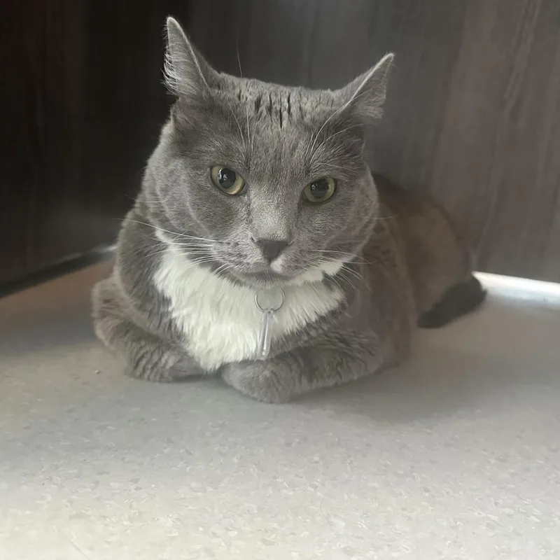 Meatloaf thumbnail 6