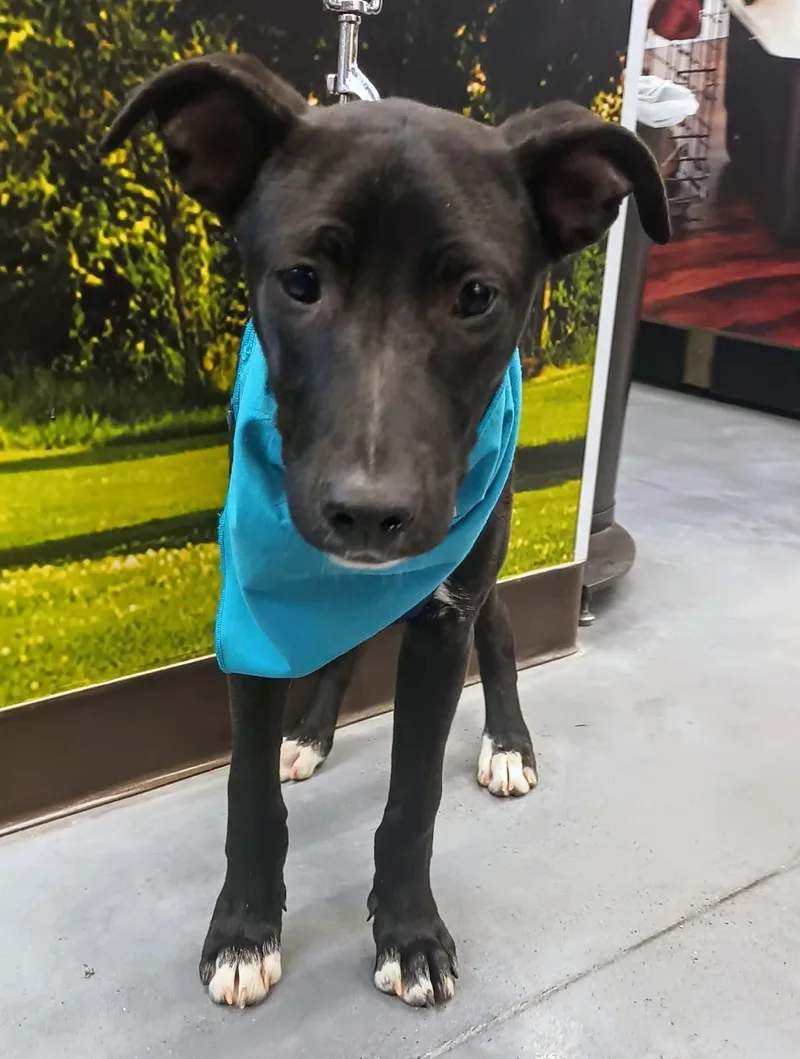 A baby medium-sized male Terrier dog named Aaron for adoption in Orange, CA