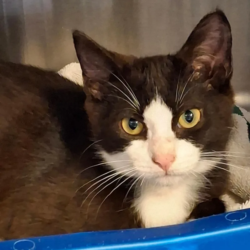 A young medium-sized male Black Domestic Short Hair cat named Bastian for adoption in Lakeland, FL