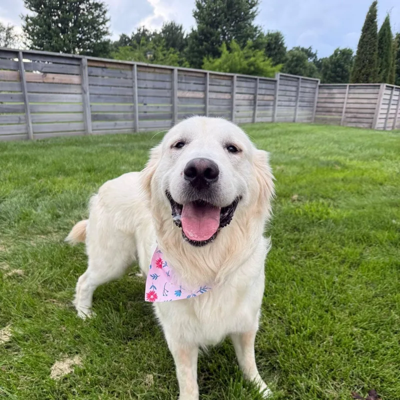 A young large-sized male Great Pyrenees dog named Travis & Taylor for adoption in Springfield, MO