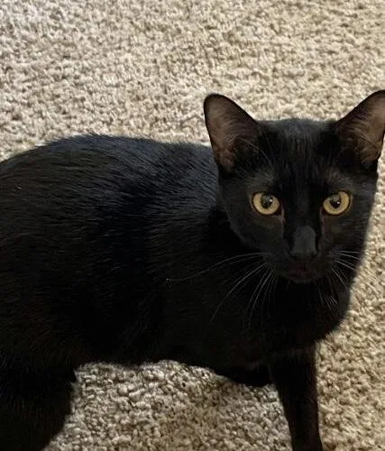 A young small-sized male Black Domestic Short Hair cat named Cody for adoption in Tampa, FL