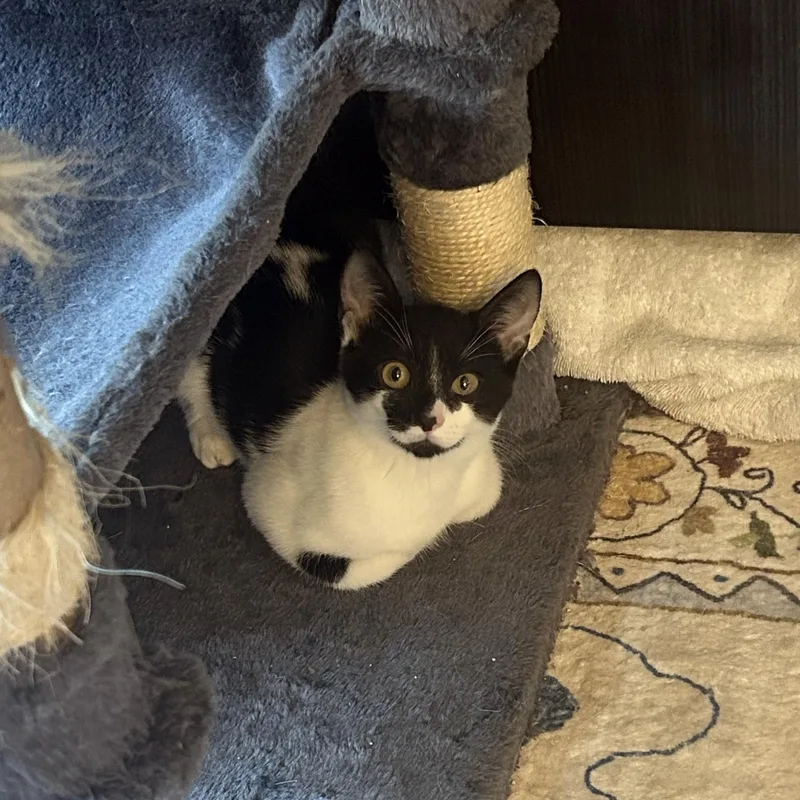 Shiloh and Milo thumbnail 3