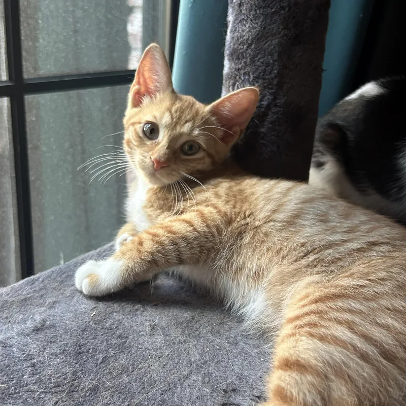 Shiloh and Milo thumbnail 4