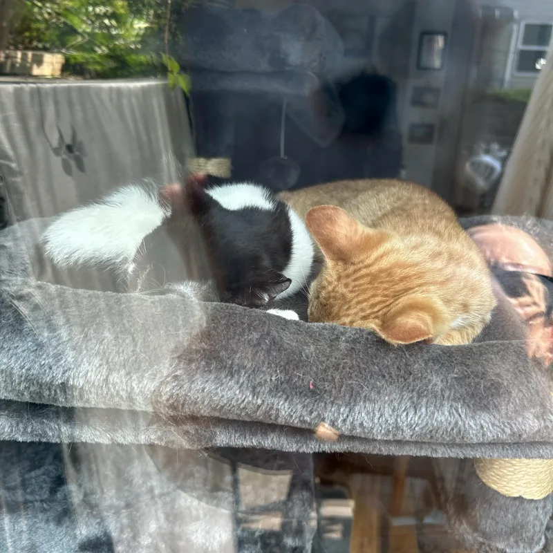 Shiloh and Milo thumbnail 5