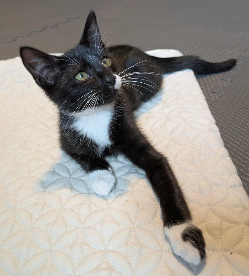A baby medium-sized male Black & White / Tuxedo Domestic Short Hair cat named Tux for adoption in Shawnee, KS
