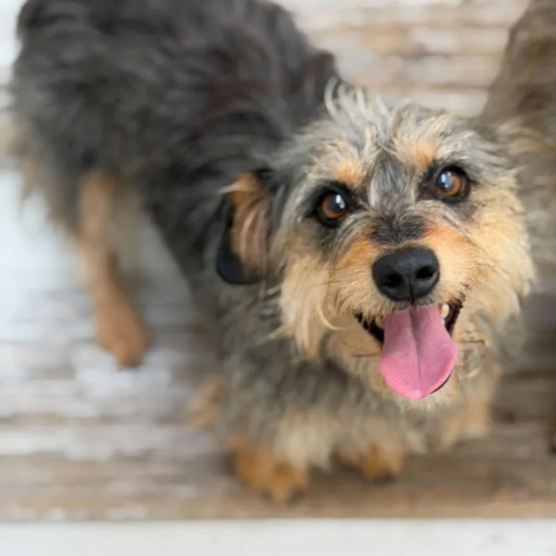 An adult small-sized female Brown / Chocolate Border Terrier dog named Pearl for adoption in New Orleans, LA