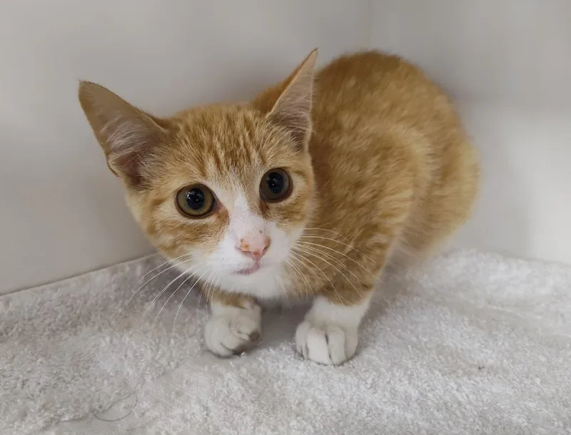 A baby small-sized male Domestic Short Hair cat named Ruler for adoption in Grand Forks, ND