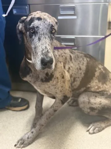 An adult large-sized female Great Dane dog named Guinevere for adoption in Riverside, CA