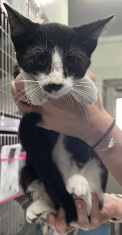A baby small-sized male Domestic Short Hair cat named Cashew for adoption in Pensacola, FL