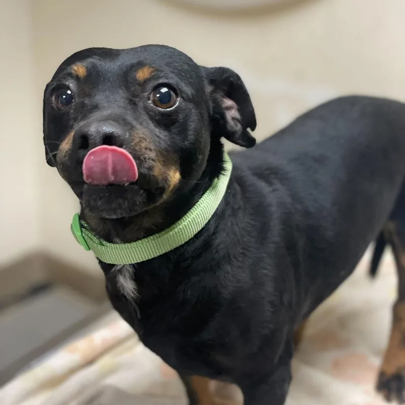An adult large-sized male Black Chihuahua dog named Beef Jerky for adoption in Riverside, CA