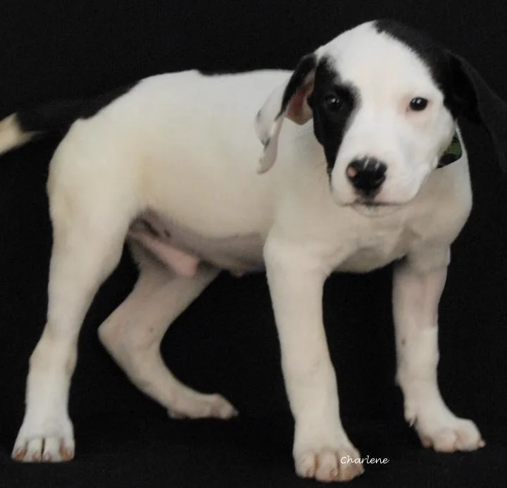 A baby medium-sized male White / Cream Beagle dog named Idol for adoption in Newland, NC