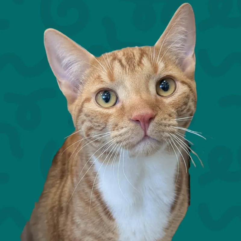 A baby small-sized male Domestic Short Hair cat named Nigel for adoption in Reno, NV
