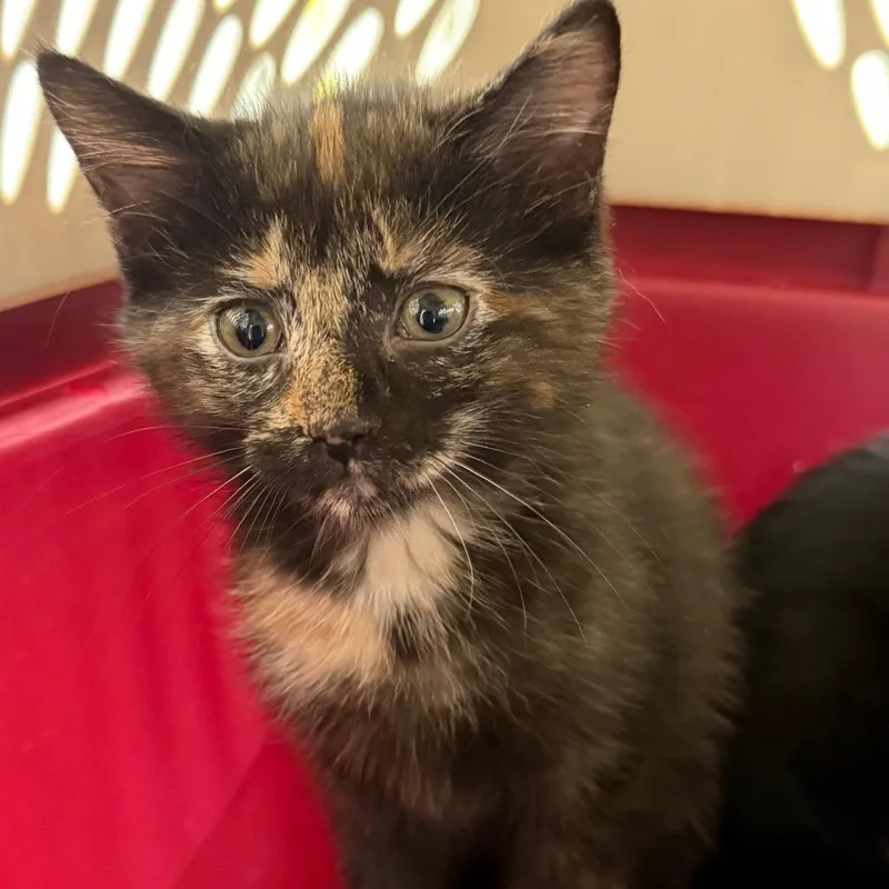 A baby small-sized female Black Domestic Short Hair cat named Rue for adoption in Harrisonburg, VA