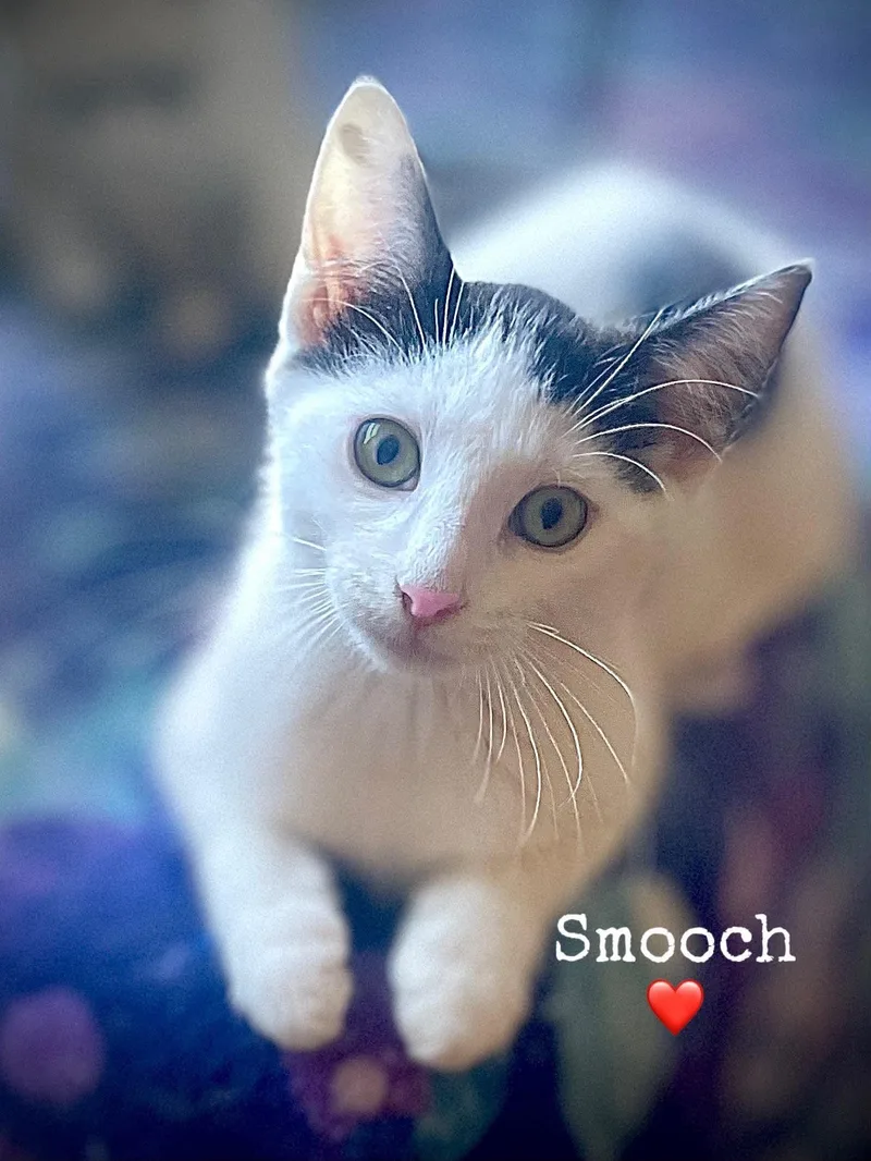 A baby medium-sized male Domestic Short Hair cat named Smooch for adoption in Dansville, NY