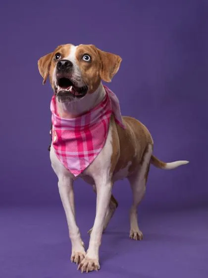 A young medium-sized female Mixed Breed dog named Serenity for adoption in Atlanta, GA