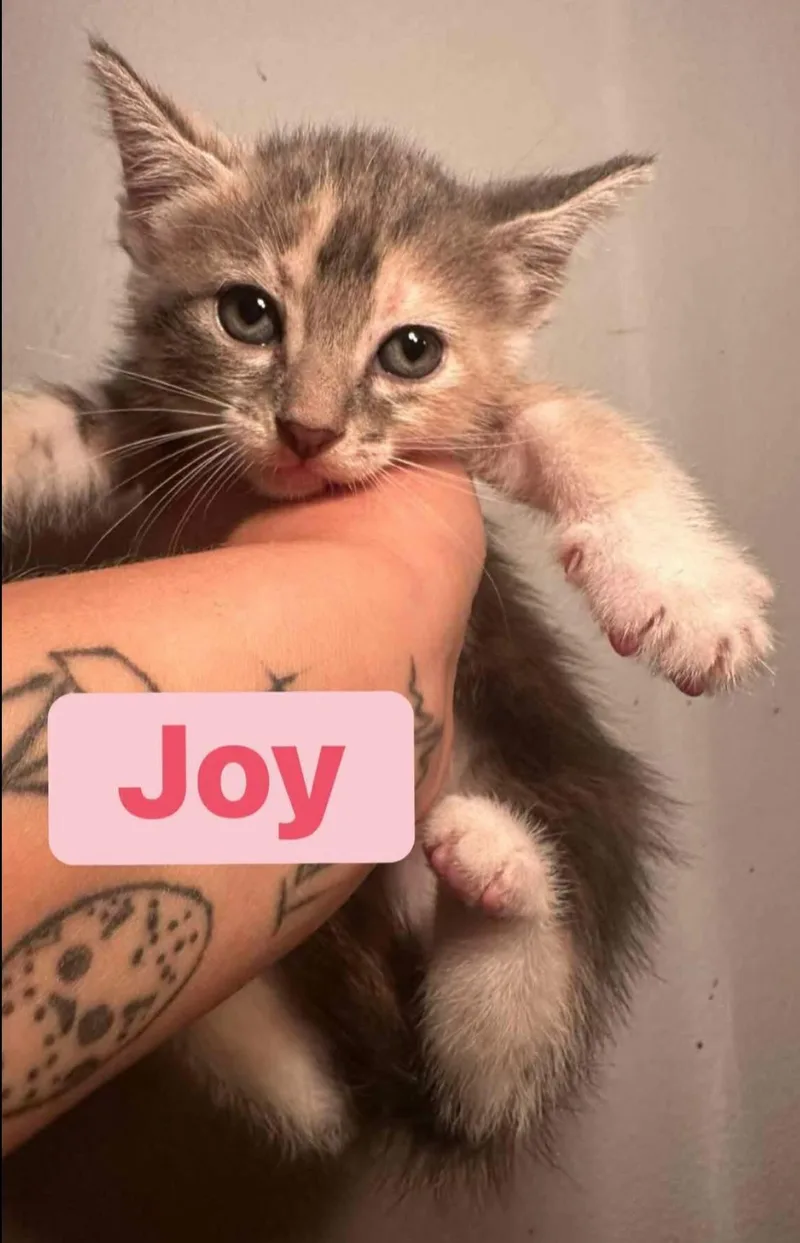 A baby medium-sized female American Shorthair cat named Joy for adoption in Melbourne , FL
