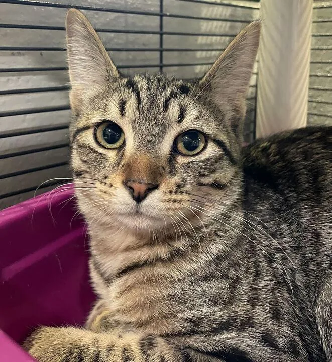 Didgeridoo thumbnail 2