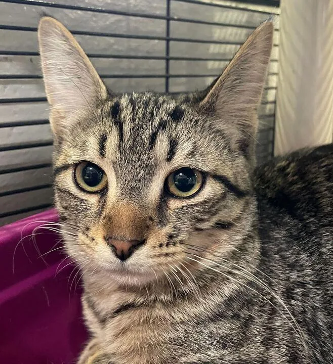 Didgeridoo thumbnail 3