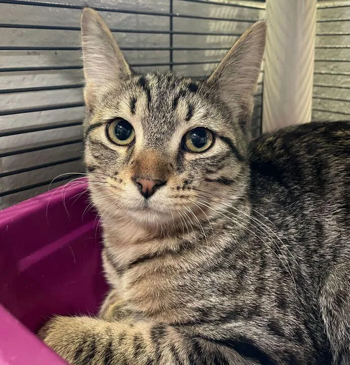 A young medium-sized male Tabby (Brown / Chocolate) Domestic Short Hair cat named Didgeridoo for adoption in Jackson, MI