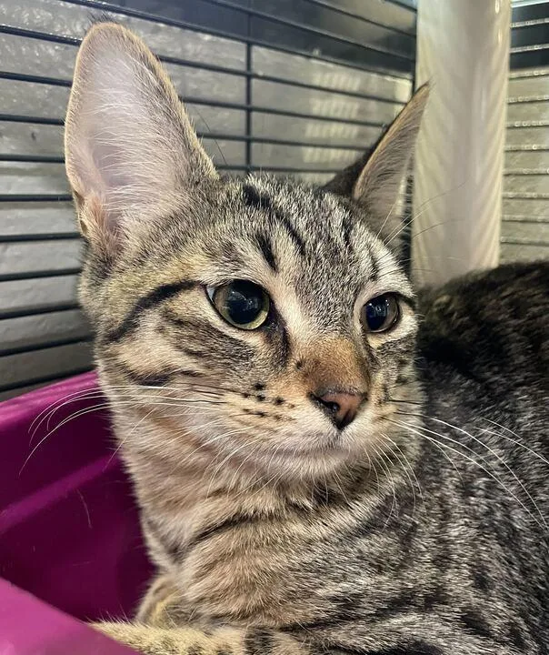 Didgeridoo thumbnail 4