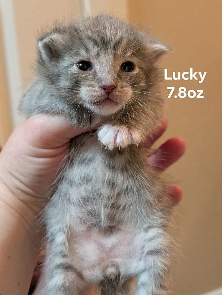 Lucky